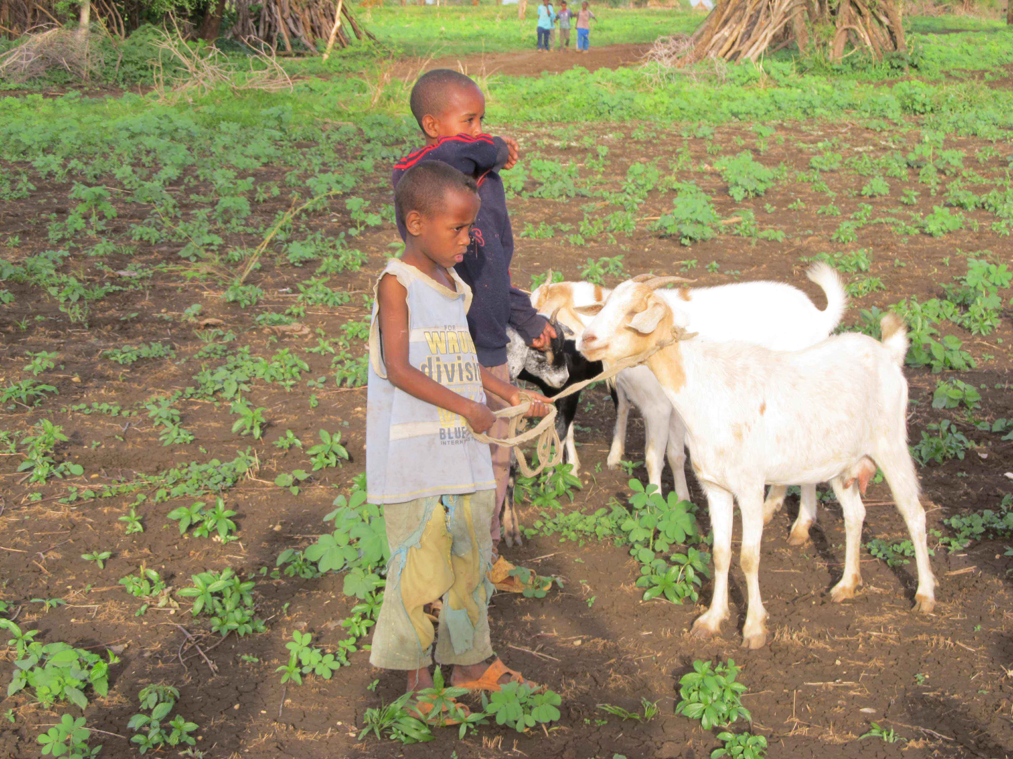 Bambini poveri con due capre, unica fonte di sopravvivenza, Africa
